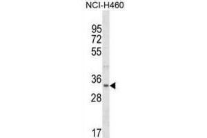 Western Blotting (WB) image for anti-Fibrillarin-Like 1 (FBLL1) antibody (ABIN5019815) (FBLL1 anticorps)