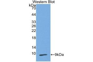 Western Blotting (WB) image for anti-Peptidase Inhibitor 3, Skin-Derived (PI3) (AA 41-117) antibody (ABIN3201724) (PI3 anticorps  (AA 41-117))