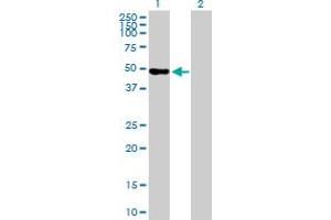 Western Blot analysis of WDR41 expression in transfected 293T cell line by WDR41 MaxPab polyclonal antibody. (WDR41 anticorps  (AA 1-459))