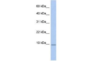 WB Suggested Anti-FXYD7 Antibody Titration:  0. (FXYD7 anticorps  (N-Term))
