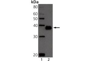 Western blot analysis of BCMA: Lane 1: MW marker, Lane 2: Mouse BCMA Recombinant Protein. (BCMA anticorps  (Extracellular Domain))