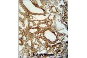 INSC antibody (C-term) (ABIN653656 and ABIN2842996) immunohistochemistry analysis in formalin fixed and paraffin embedded human kidney tissue followed by peroxidase conjugation of the secondary antibody and DAB staining.