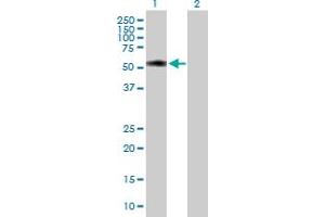 Western Blot analysis of TTC31 expression in transfected 293T cell line by TTC31 MaxPab polyclonal antibody. (TTC31 anticorps  (AA 1-423))