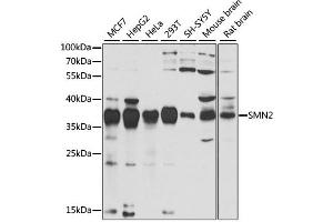 Western blot analysis of extracts of various cell lines, using SMN2 antibody (ABIN2737565) at 1:1000 dilution. (SMN2 anticorps)