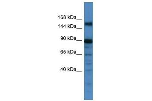Western Blot showing POGZ antibody used at a concentration of 1. (POGZ anticorps  (C-Term))