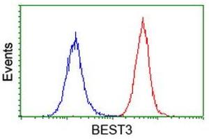 Image no. 2 for anti-Bestrophin 3 (BEST3) antibody (ABIN1501730) (Bestrophin 3 anticorps)