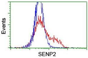 Image no. 2 for anti-SUMO1/sentrin/SMT3 Specific Peptidase 2 (SENP2) (AA 139-523) antibody (ABIN1490927) (SENP2 anticorps  (AA 139-523))