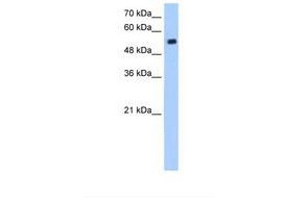 ZIK1 anticorps  (AA 51-100)