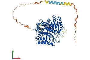 AlphaFold protein structure predicition of Human Recombinant PLD4 Protein, UniprotID Q96BZ4