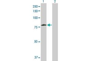 Western Blot analysis of ARAF expression in transfected 293T cell line by ARAF MaxPab polyclonal antibody. (ARAF anticorps  (AA 1-606))