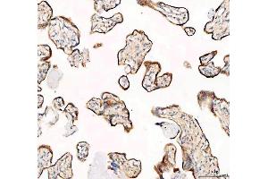 IHC analysis of SEC22B using anti-SEC22B antibody (ABIN7602121).