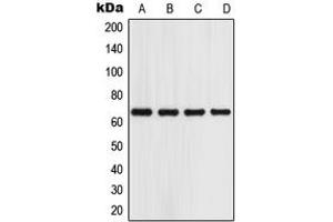 Western blot analysis of GPR153 expression in A549 (A), HeLa (B), Raw264. (GPR153 anticorps  (Center))