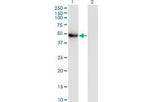 Western Blot analysis of POLG2 expression in transfected 293T cell line by POLG2 monoclonal antibody (M01), clone 1A2. (POLG2 anticorps  (AA 1-485))