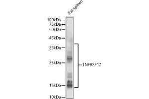 Western blot analysis of extracts of Rat spleen, using TNFRSF17 antibody (ABIN7271066) at 1:500 dilution.