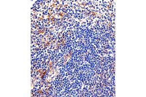 Immunohistochemical analysis of paraffin-embedded M.