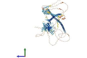 AlphaFold protein structure predicition of Human Recombinant CARD10 Protein, UniprotID Q9BWT7