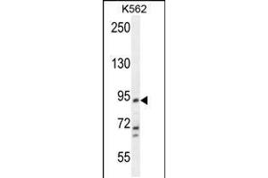 Western blot analysis in K562 cell line lysates (35ug/lane). (KCNH4 anticorps  (N-Term))