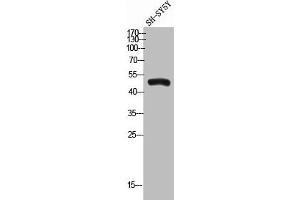 Western Blot analysis of SH-SY5Y cells using Angptl7 Polyclonal Antibody (ANGPTL7 anticorps  (C-Term))