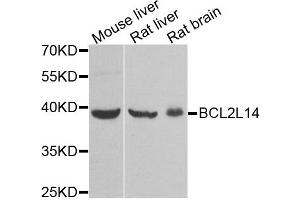 Western blot analysis of extracts of various tissues, using BCL2L14 antibody. (BCL2L14 anticorps)