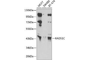Western blot analysis of extracts of various cell lines, using RC antibody (ABIN6132581, ABIN6146645, ABIN6146648 and ABIN6222713) at 1:1000 dilution. (RAD51C anticorps  (AA 1-135))