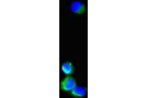Immunofluorescent analysis of Hela cells using ABIN7169495 at dilution of 1:100 and Alexa Fluor 488-congugated AffiniPure Goat Anti-Rabbit IgG(H+L) (SH3BP5 anticorps  (AA 49-455))