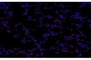 Immunofluorescent analysis of paraformaldehyde-fixed rat lung using,PNN (ABIN7075083) at dilution of 1: 800
