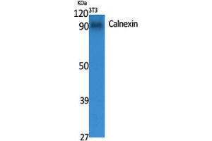 Western Blot (WB) analysis of specific cells using Calnexin Polyclonal Antibody. (Calnexin anticorps  (Ser196))