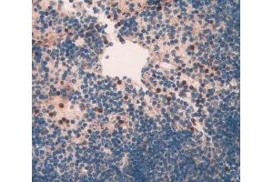 IHC-P analysis of spleen tissue, with DAB staining. (NAIP anticorps  (AA 500-759))