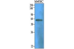 Cell lysates of human mesenitrocellulosehymal stem cell (30 ug) were resolved by SDS-PAGE, transferred to nitrocellulose membrane and probed with anti-human CD73 (1:1000). (CD73 anticorps  (AA 27-252))