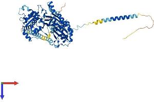 AlphaFold protein structure predicition of Human Recombinant ENTPD4 Protein, UniprotID Q9Y227