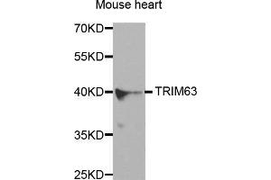 Western Blotting (WB) image for anti-Tripartite Motif Containing 63 (TRIM63) antibody (ABIN3017373) (TRIM63 anticorps)