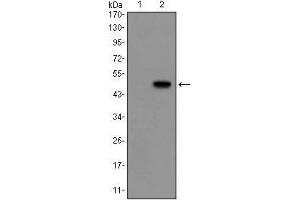 Western blot analysis using GCG mAb against HEK293 (1) and GCG(AA: 1-180)-hIgGFc transfected HEK293 (2) cell lysate. (Glucagon anticorps)