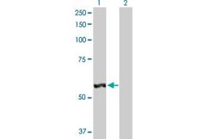 Western Blot analysis of LAP3 expression in transfected 293T cell line by LAP3 MaxPab polyclonal antibody. (LAP3 anticorps  (AA 1-519))