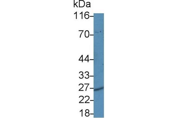 PSMA5 anticorps  (AA 1-241)