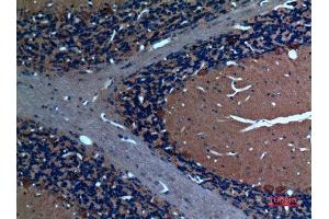 Immunohistochemistry (IHC) analysis of paraffin-embedded Rat Brain, antibody was diluted at 1:100.