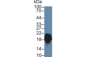Western Blot; Sample: Mouse Cerebrum lysate; Primary Ab: 1µg/ml Rabbit Anti-Human CPLX1 Antibody Second Ab: 0.
