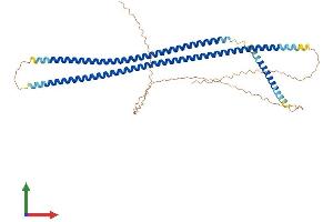 AlphaFold protein structure predicition of Human Recombinant KRT13 Protein, UniprotID P13646