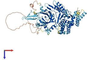 AlphaFold protein structure predicition of Human Recombinant MCMBP Protein, UniprotID Q9BTE3