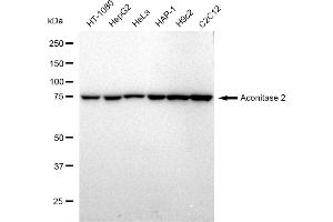 Western blotting analysis using Aconitase 2 antibody (ABIN7797450). (Recombinant ACO2 anticorps)