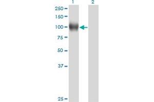 Western Blot analysis of NR3C1 expression in transfected 293T cell line by NR3C1 monoclonal antibody (M01), clone 2C8.