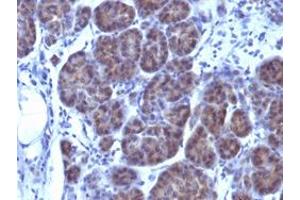Immunohistochemical staining (Formalin-fixed paraffin-embedded sections) of human placenta with GLG1 monoclonal antibody, clone GLG1/970 .