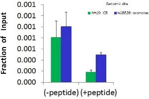 Chromatin Immunoprecipitation (ChIP) Using Hdac6 Antibody - C-terminal region  and HCT116 Cells (HDAC6 anticorps  (C-Term))