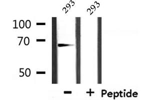 Western blot analysis of extracts from 293, using Involucrin Antibody. (Involucrin anticorps)