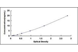 ELISA image for Defensin, beta 119 (DEFB119) ELISA Kit (ABIN4947511)