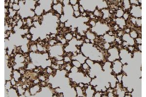 ABIN6267076 at 1/100 staining Mouse lung tissue by IHC-P.
