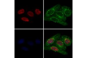 ABIN7093969 and ABIN7098013 staining Hela cells by IF/ICC. (QKI anticorps  (N-Term))