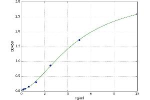 Protoporphyrinogen Oxidase (PPOX) ELISA Kit