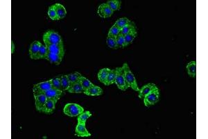 Immunofluorescent analysis of HepG2 cells using ABIN7150615 at dilution of 1:100 and Alexa Fluor 488-congugated AffiniPure Goat Anti-Rabbit IgG(H+L)