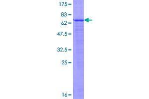 Image no. 1 for Ectodysplasin A2 Receptor (EDA2R) (AA 1-297) protein (GST tag) (ABIN1352299)