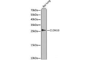 Western blot analysis of extracts of Rat lung using CLDN10 Polyclonal Antibody at dilution of 1:1000. (CLDN10 anticorps)